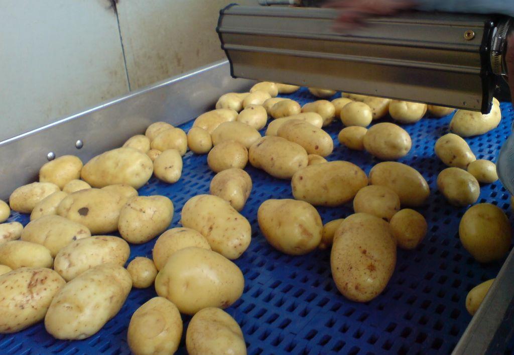  Trocknen von Kartoffeln 